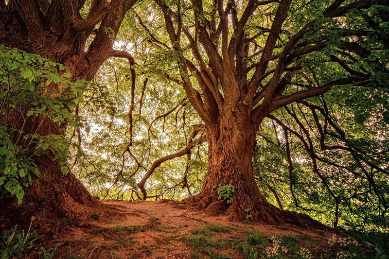 Nature wilderness